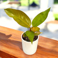 Philodendron Mars