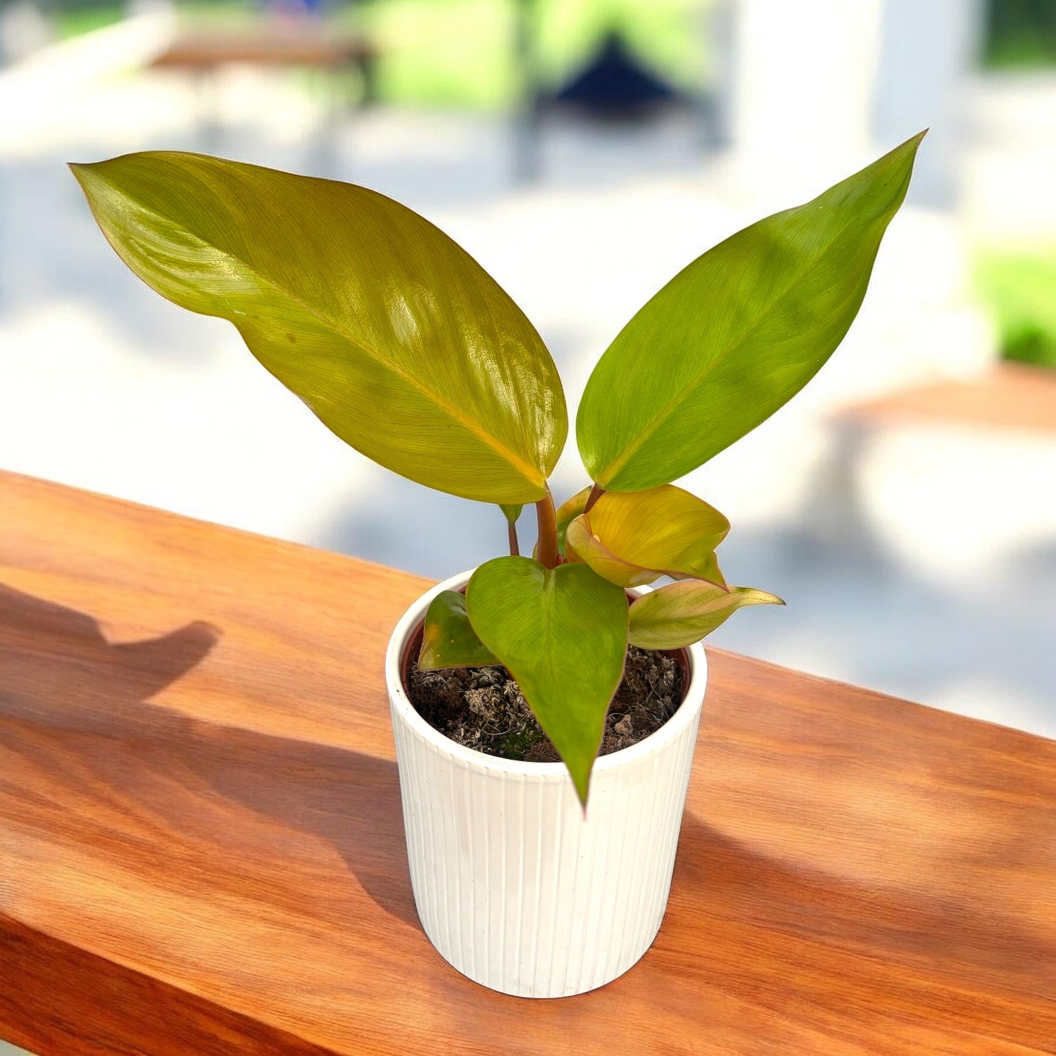 Philodendron Mars