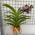 Vanda Oncelot Moca (Ansu)