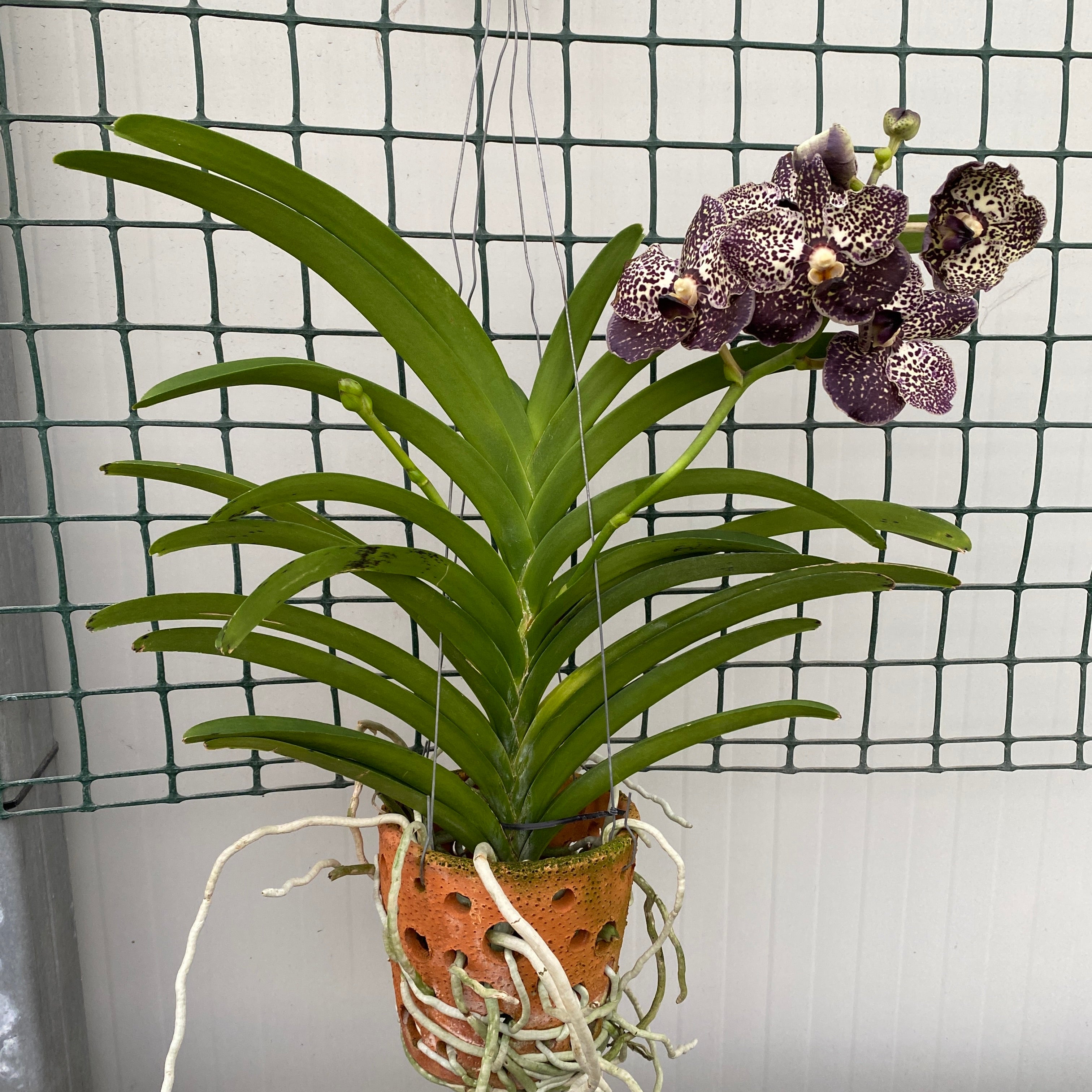 Vanda Oncelot Moca (Ansu)