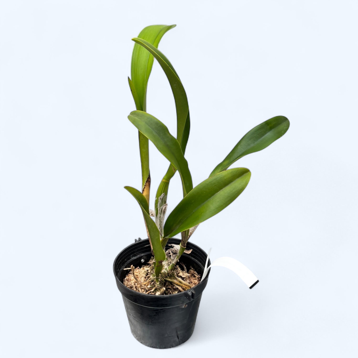 Rlc. Chunfong Queen - flori mari parfumate