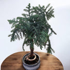 Bonsai Araucaria Cunninghamii dekoratív cserépben