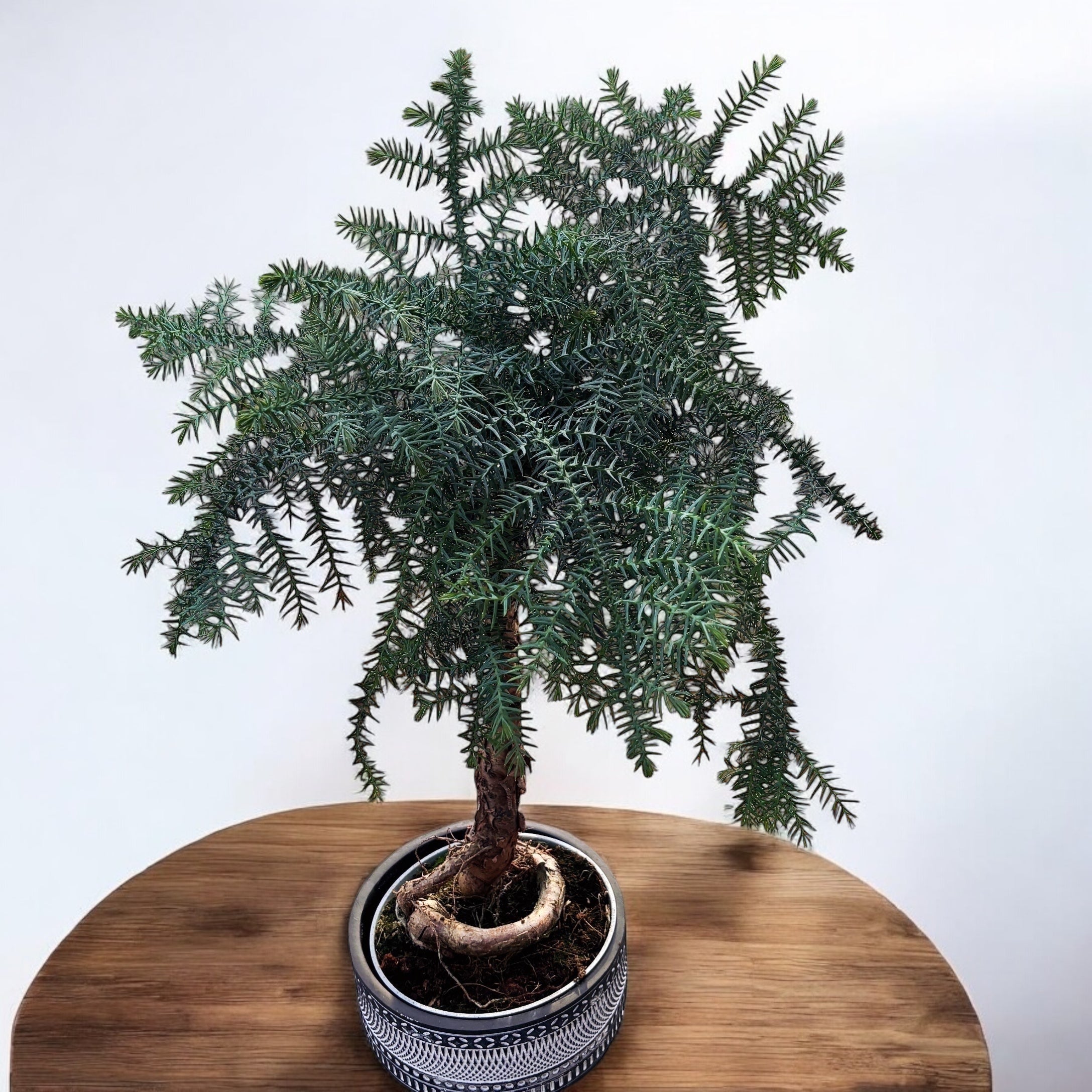 Bonsai Araucaria Cunninghamii in vas deco