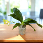 Phalaenopsis Yaphon Christmas '335'