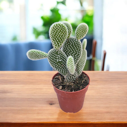 Opuntia microdasys albata (urechi de iepure) 2pp – Secret Garden Plant Shop