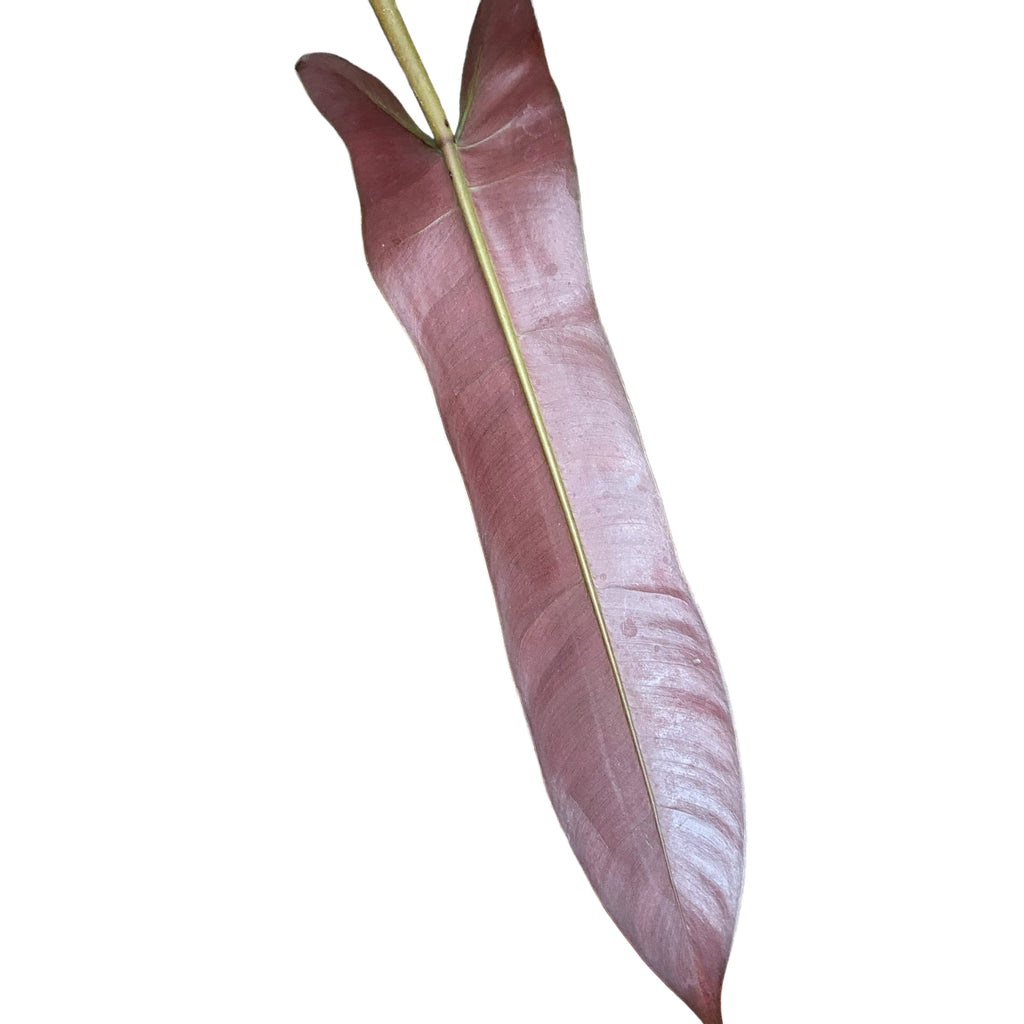 Philodendron atabapoense D15