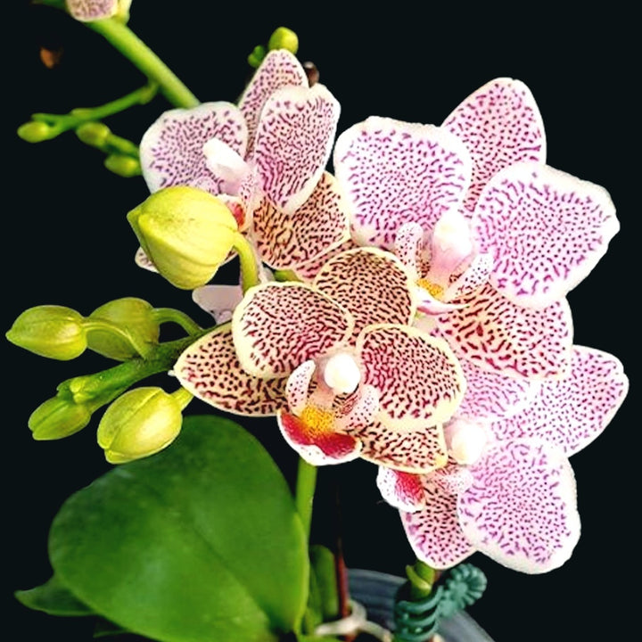 Phalaenopsis Tying Shin Jaguar