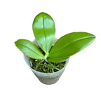 Phalaenopsis bellina 'Fire' - intensiv duftende Blüten