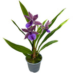 Zygopetalum 'Impasto Blue' - intenzívne voňavé kvety