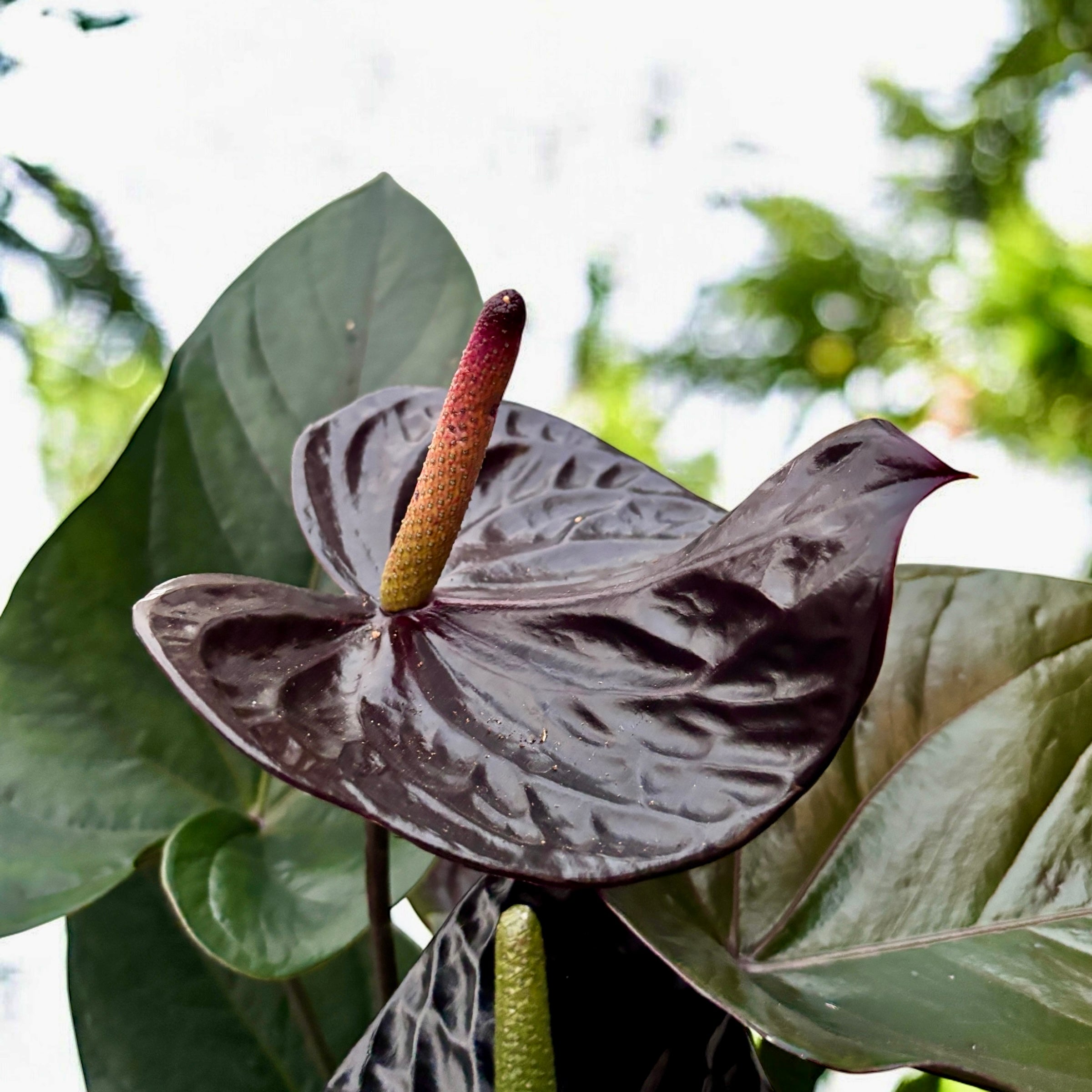 Anthurium ‘Jumbo Black’ – eleganta exotica in tonuri inchise si lucioase