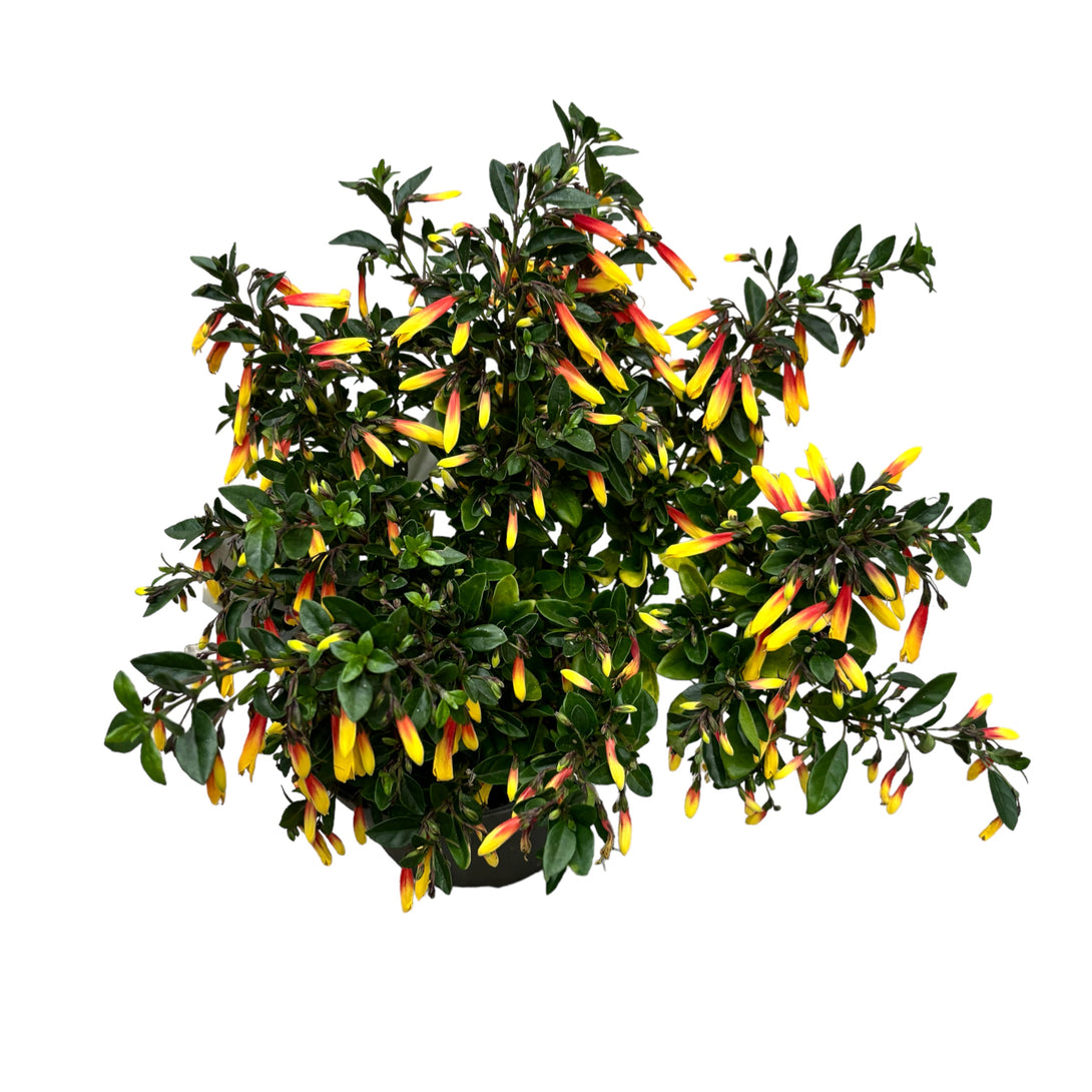 Jacobinia pauciflora (Iacobinia)