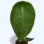 Anthurium peltigerum - specie botanica rara cu frunze texturate si aspect exotic