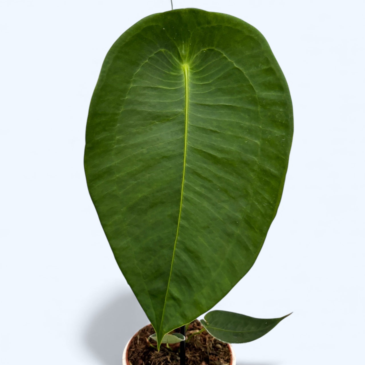 Anthurium peltigerum - specie botanica rara cu frunze texturate si aspect exotic
