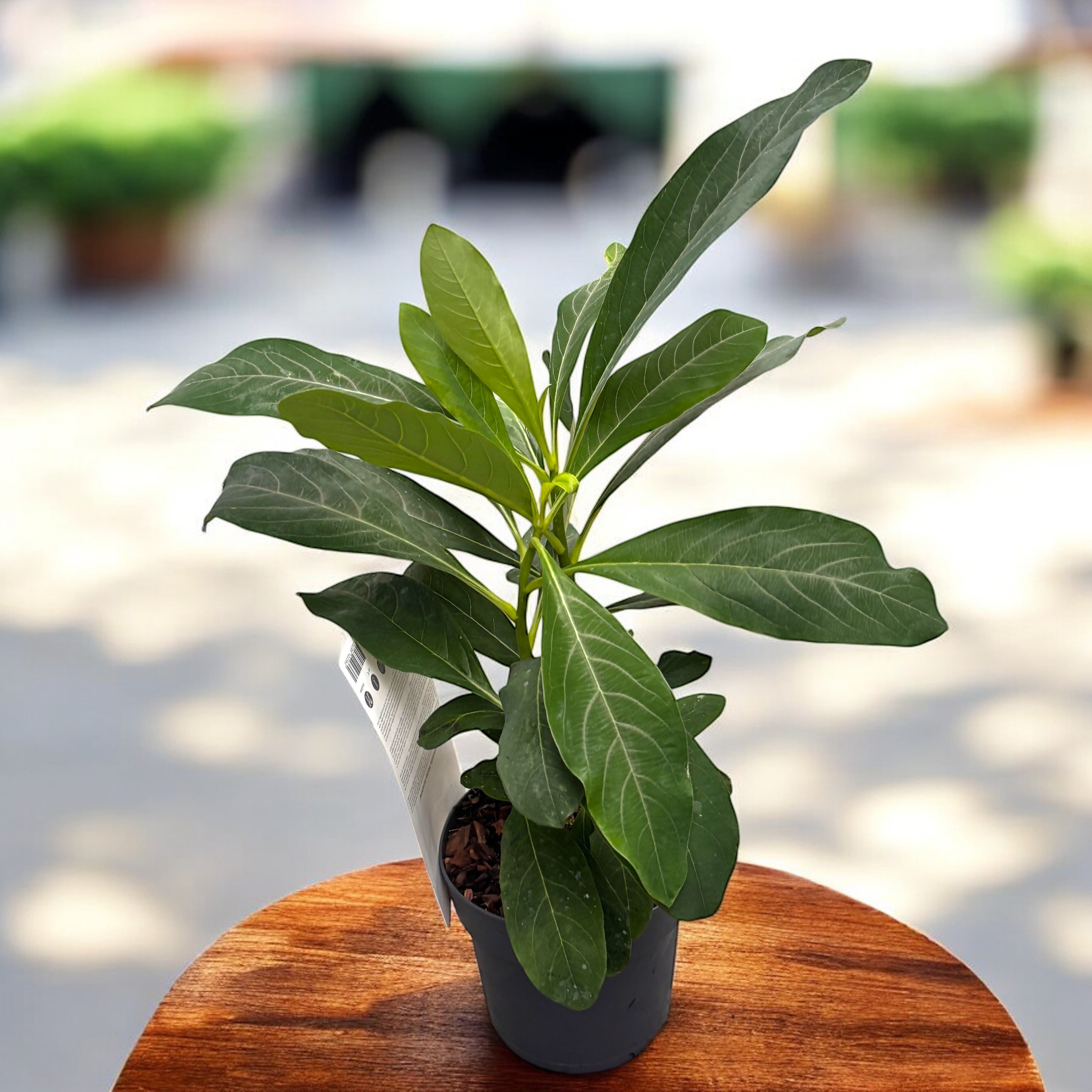 Edgeworthia chrysantha ‘Honey Sunshine’ – arbust de hartie cu flori parfumate galben-aurii