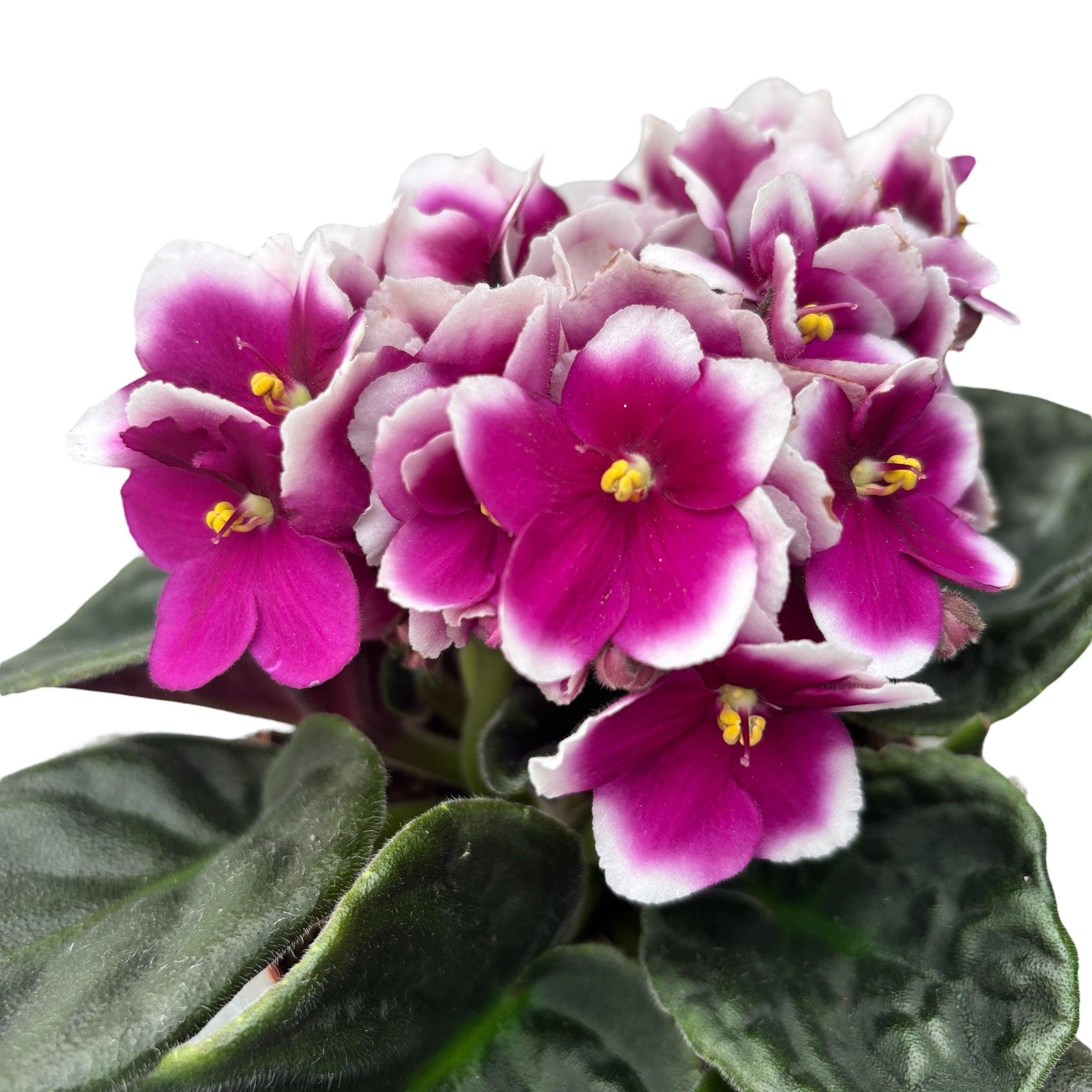 Saintpaulia Inova Spectra Flame - Violete africane bicolore