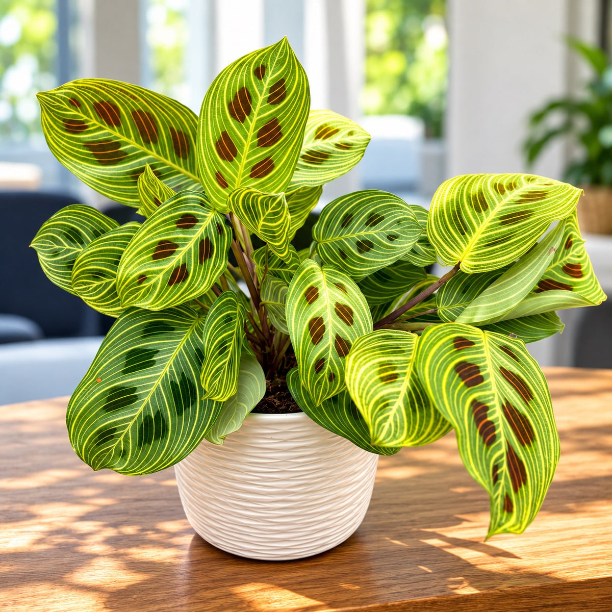 Maranta leuconeura ‘Fantasy’ – Prayer Plant with striking veins
