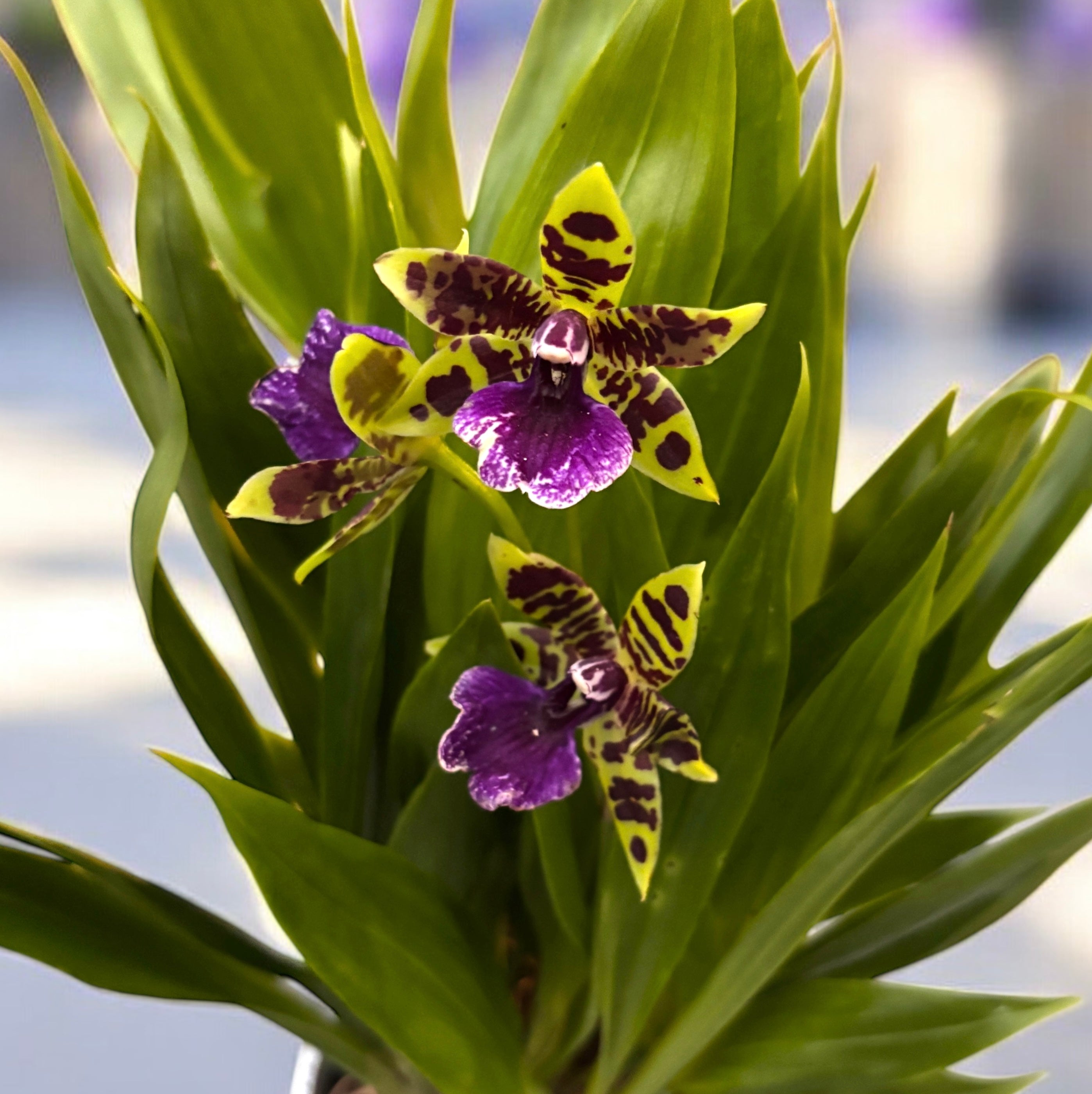 Zygopetalum hybrid - flori parfumate
