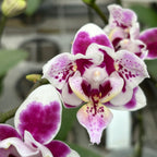 Phalaenopsis Miki Violet Butterfly