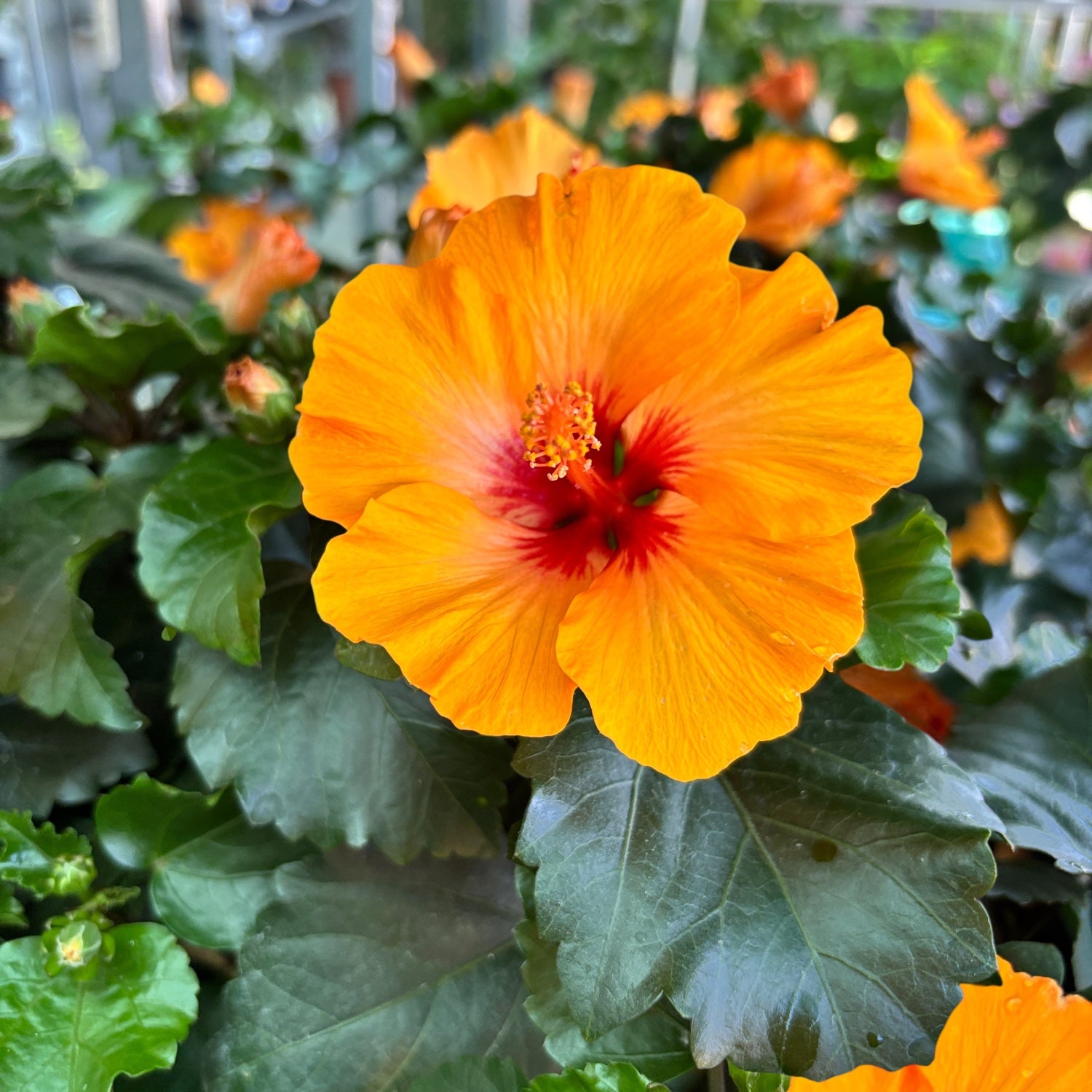 Ibisco Petite Orange (2-3 piante/vaso)