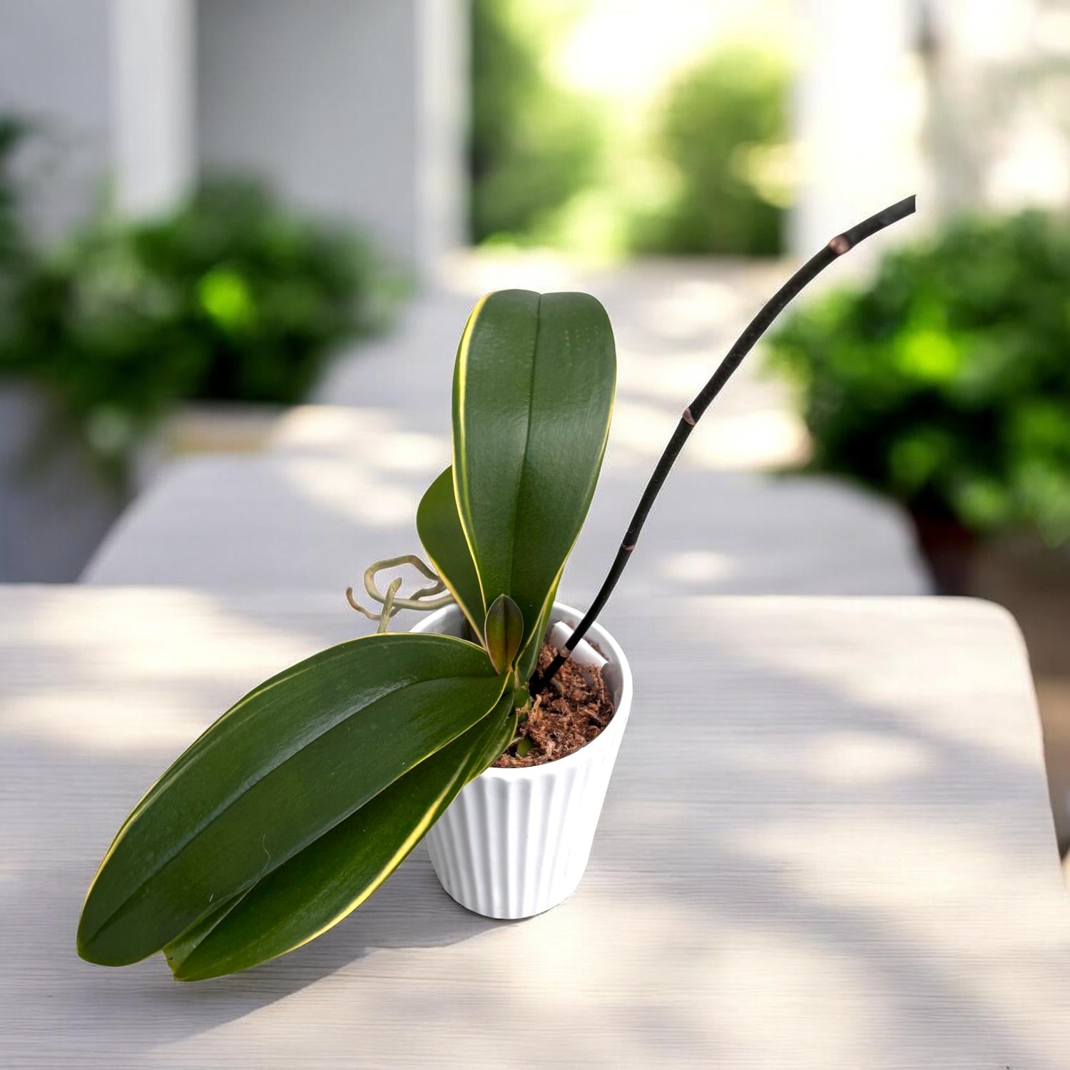 Phalaenopsis Little Gem Stripes (variegata & peloric)