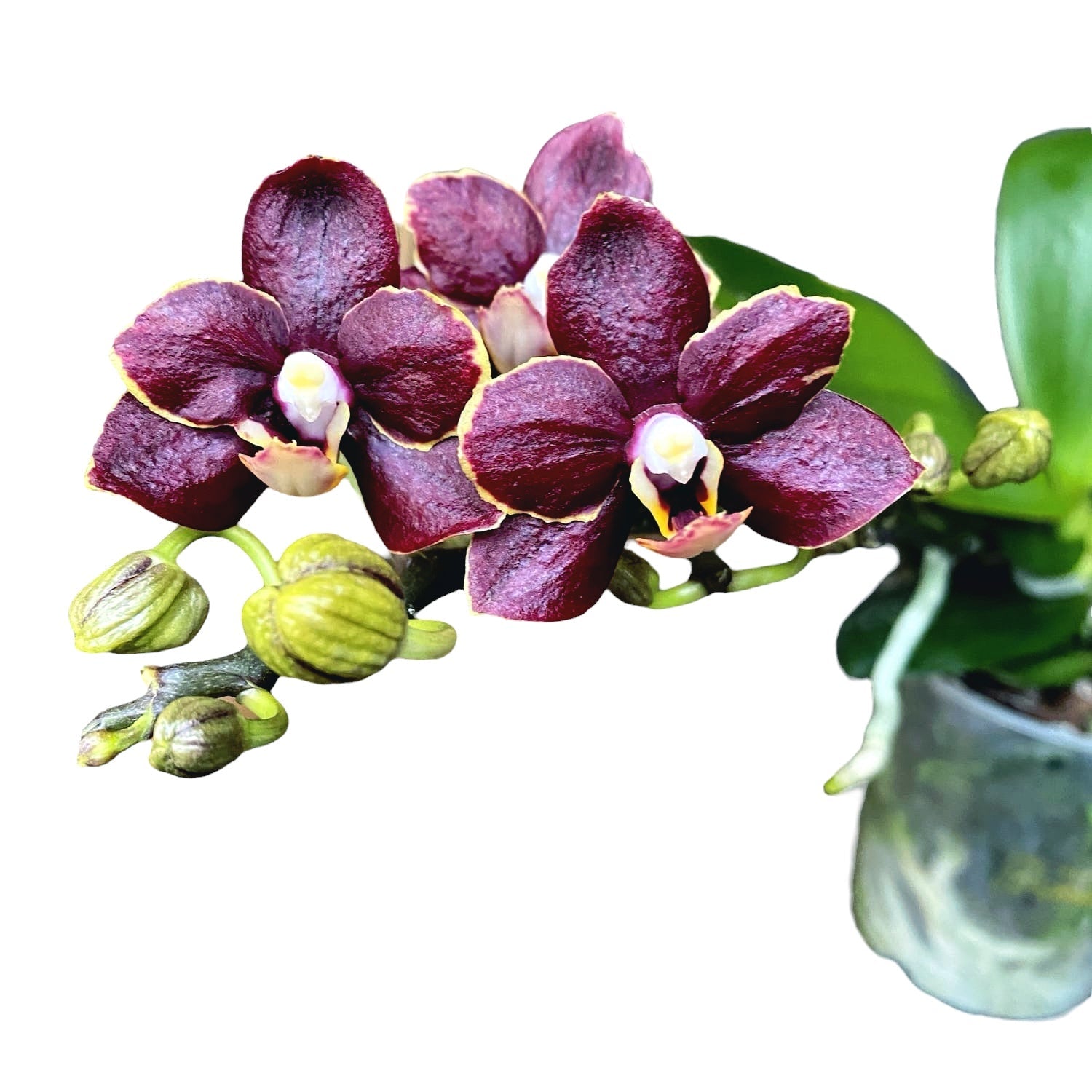 Phalaenopsis Sunrise Red Peoker (Esmee) D9