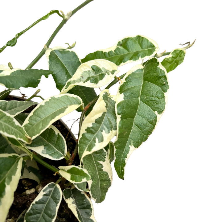 Ficus sagittata 'Radicans' Variegated