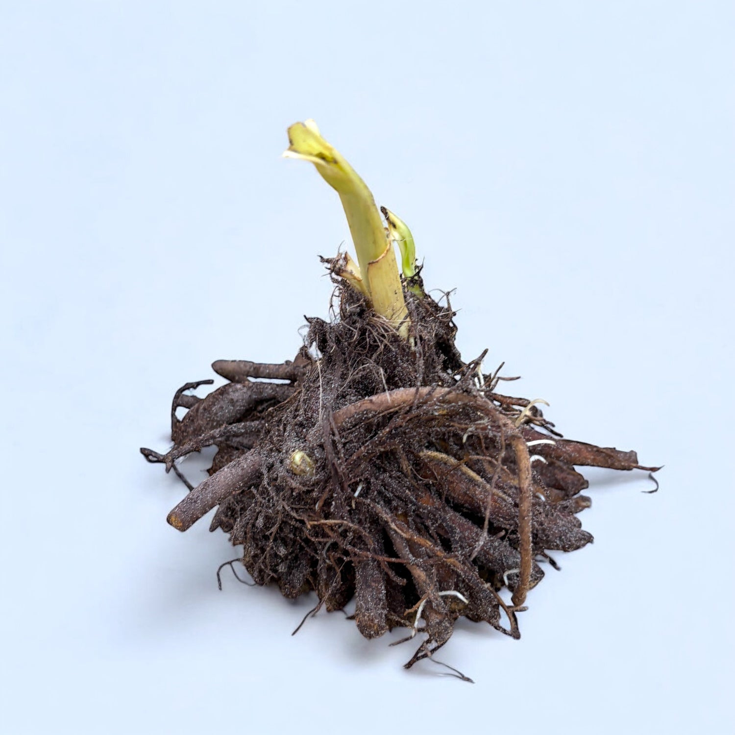 Iris ensata Dinner Plate™ Blueberry Pie - rizomi de plantare