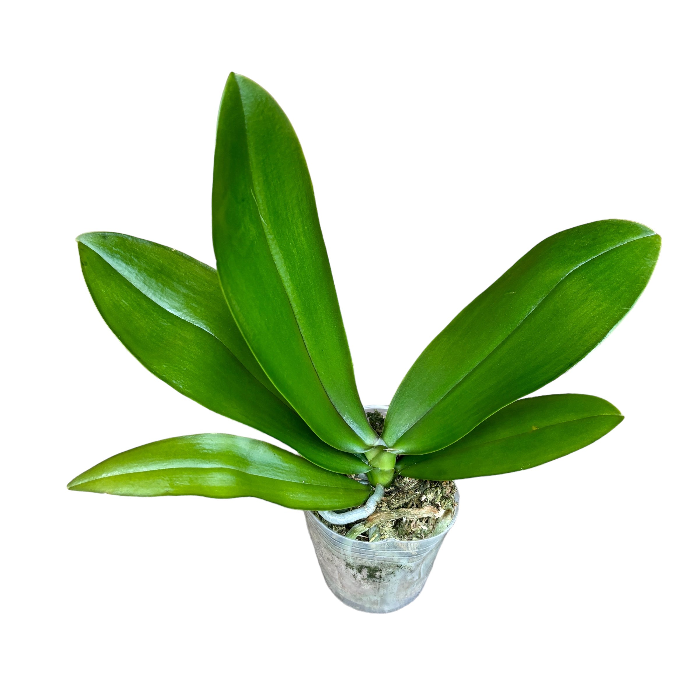 Phalaenopsis Allura 'Vesuvius' flori parfumate