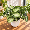 Syngonium ‘Pixie’ – tropische Miniatur mit dekorativem Laub