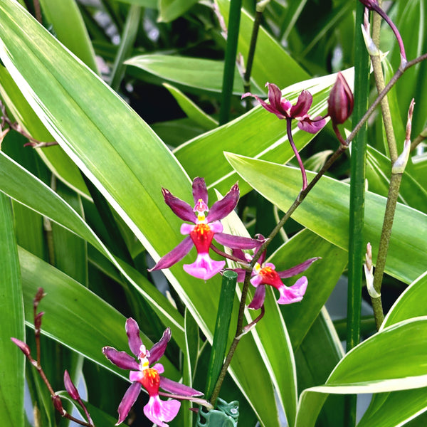 Oncidium Katrin Zoch 'Mieke' (variegated) - fragrant flowers