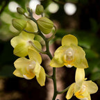 Phalaenopsis Sunny Shore pelorica