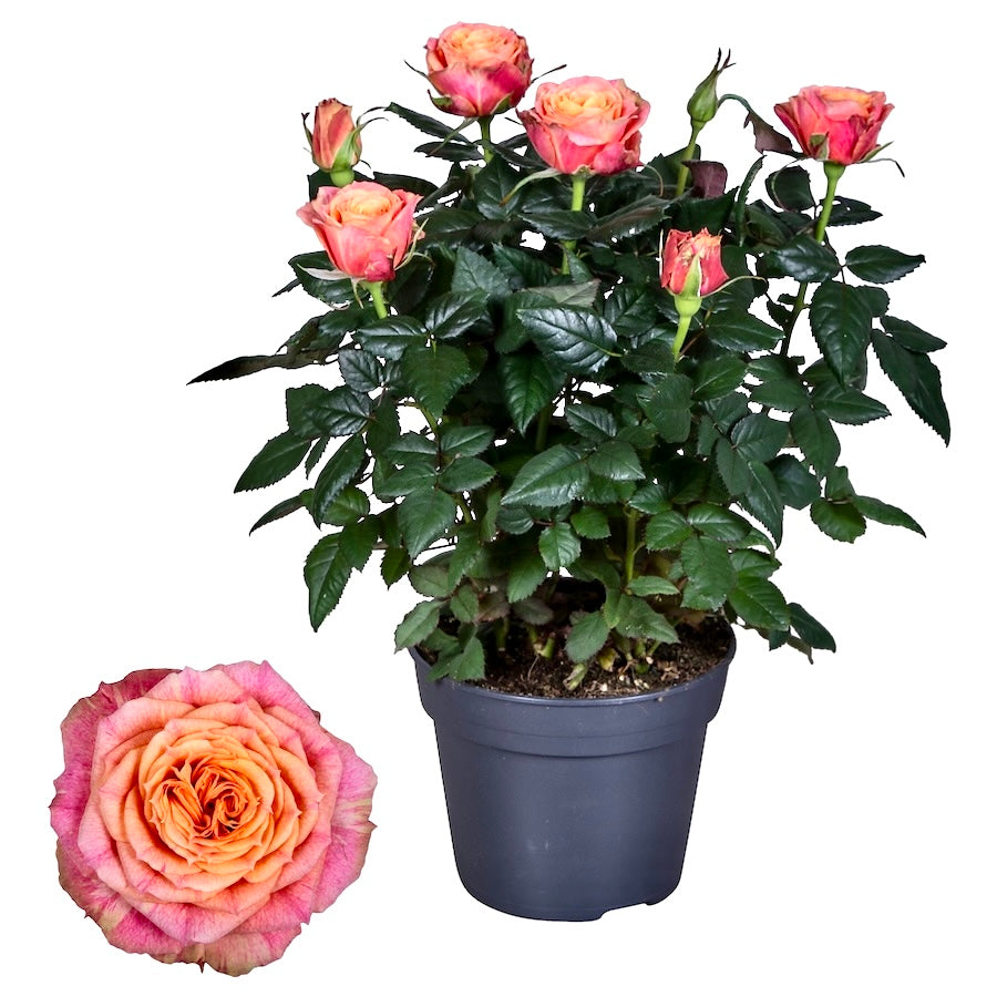 Trandafiri pitici Rosa ‘Orange’ - parfumati (3-4 plante/ghiveci)