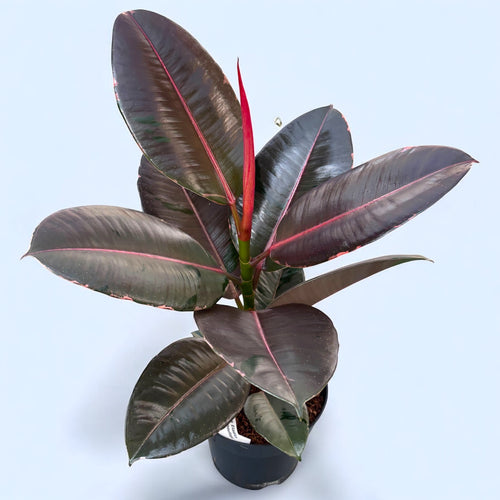 Ficus Elastica 'Pink Camouflage' – Secret Garden Plant Shop