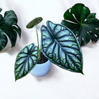 Alocasia baginda ‘Dragon Scale’ – frumusete mitica cu frunze ca solzii de dragon