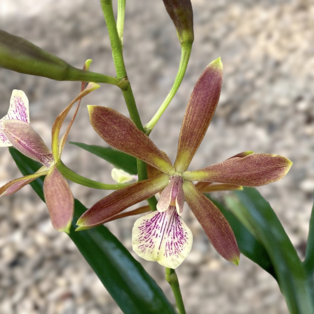 Encyclia Kyoguchi 'p'