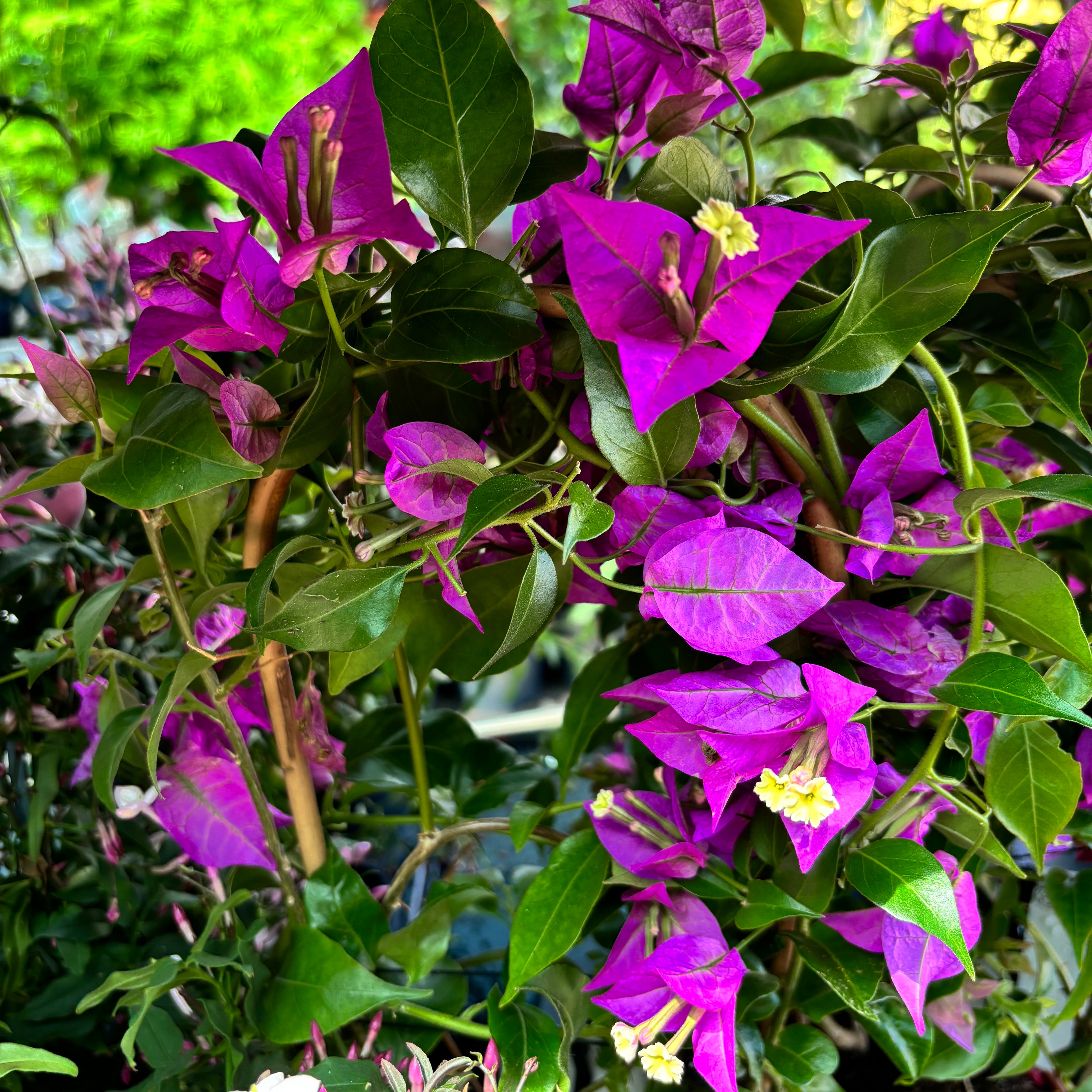 Bougainvillea 'Alexandra' - Floarea de hartie mov D12