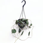 Hoya imbricata - exemplare mari, full pots