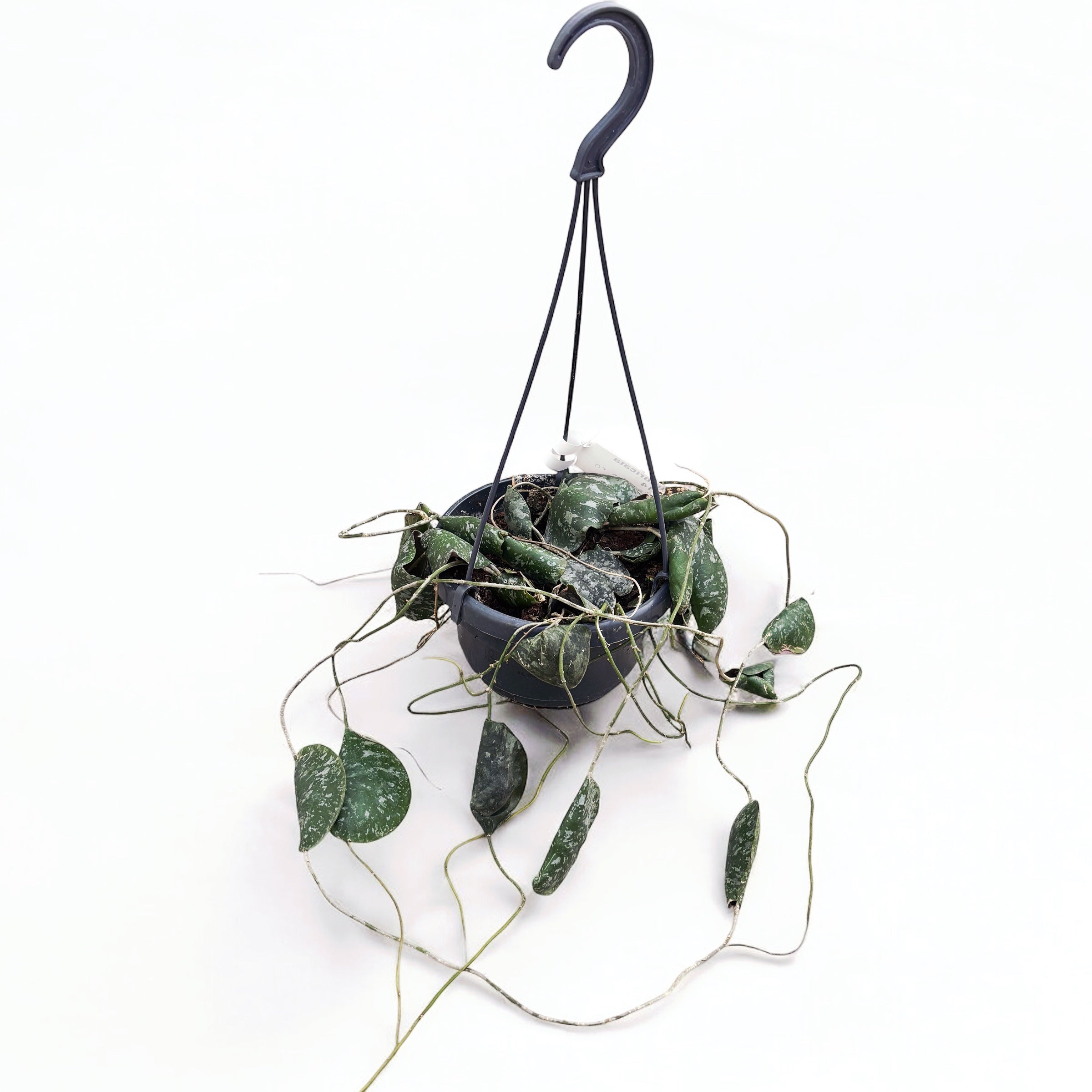 Hoya imbricata - exemplare mari, full pots