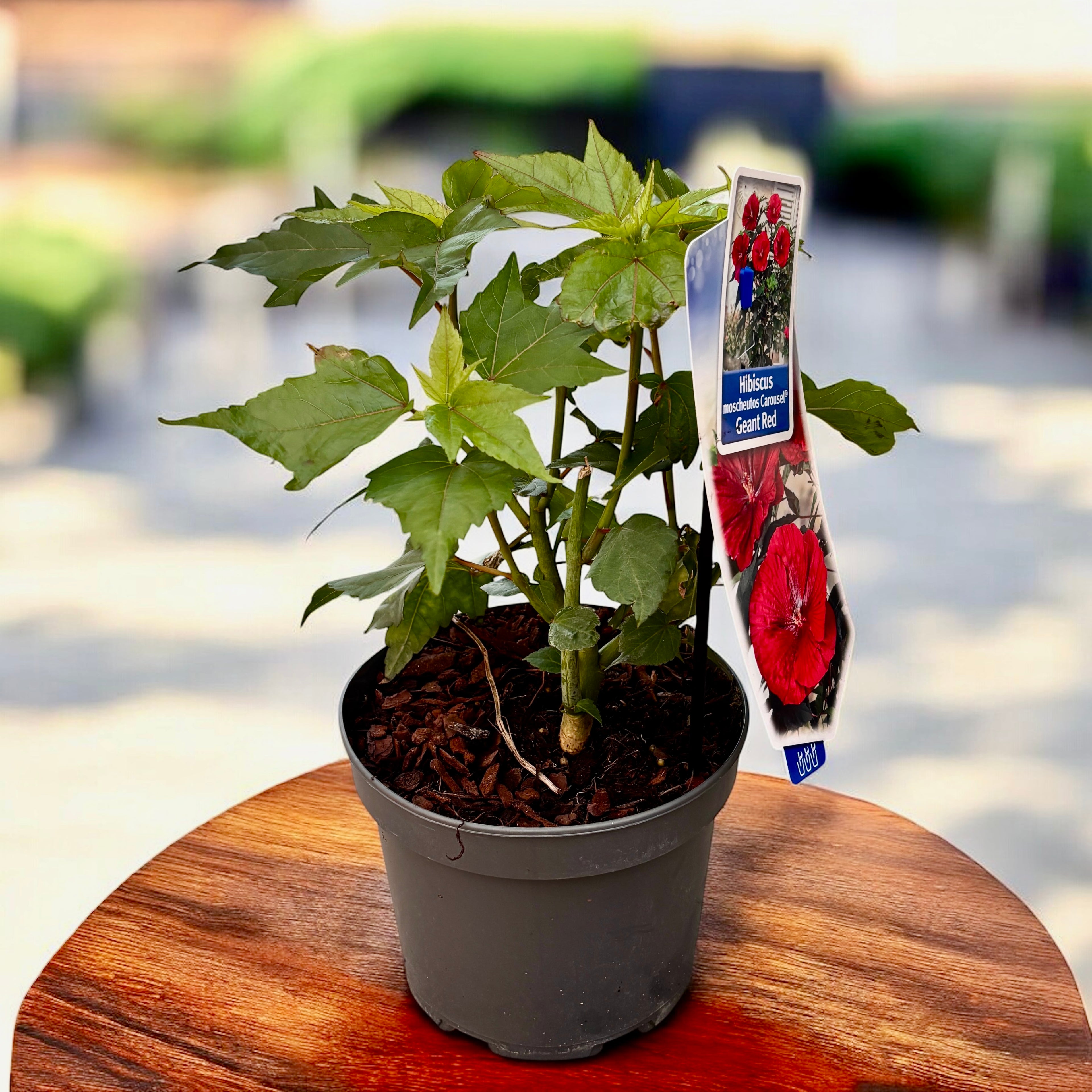 Hibiscus moscheutos Carousel ‘Geant Red’ – hibiscus de gradina cu flori rosii gigantice