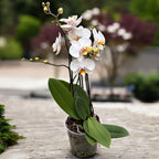 Phalaenopsis Marvellous White - indrukwekkende exemplaren (2 planten/pot)