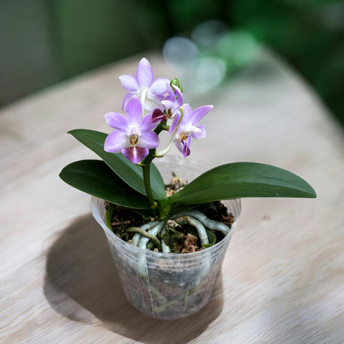 Phalaenopsis Evarise Niebieski Anioł
