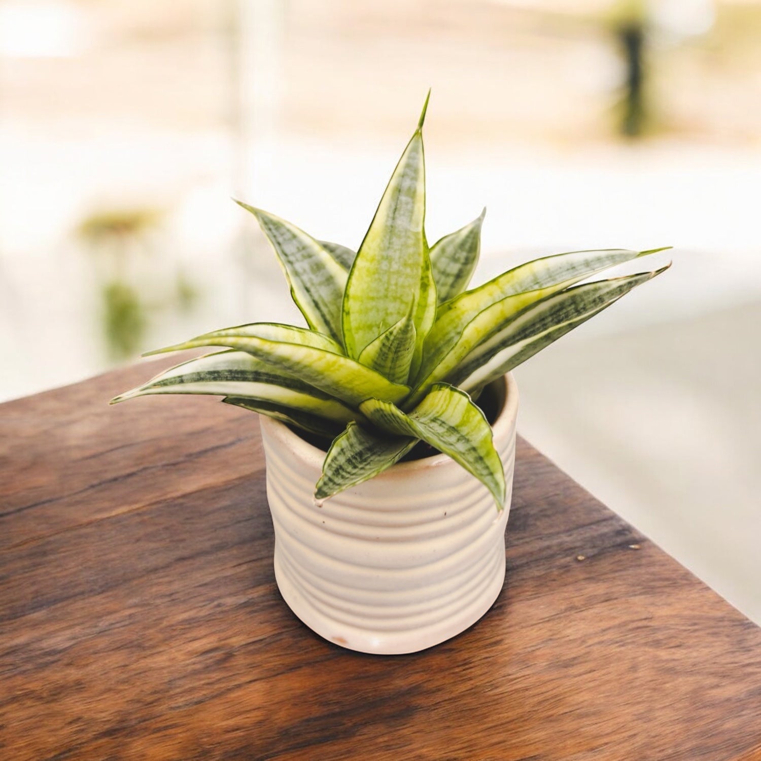 Sansevieria ‘Gabriella White’ Variegated D6