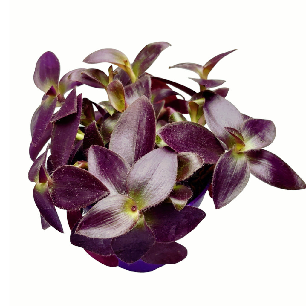 Tradescantia pallida ‘Purpurea’ (Cœur Pourpre)