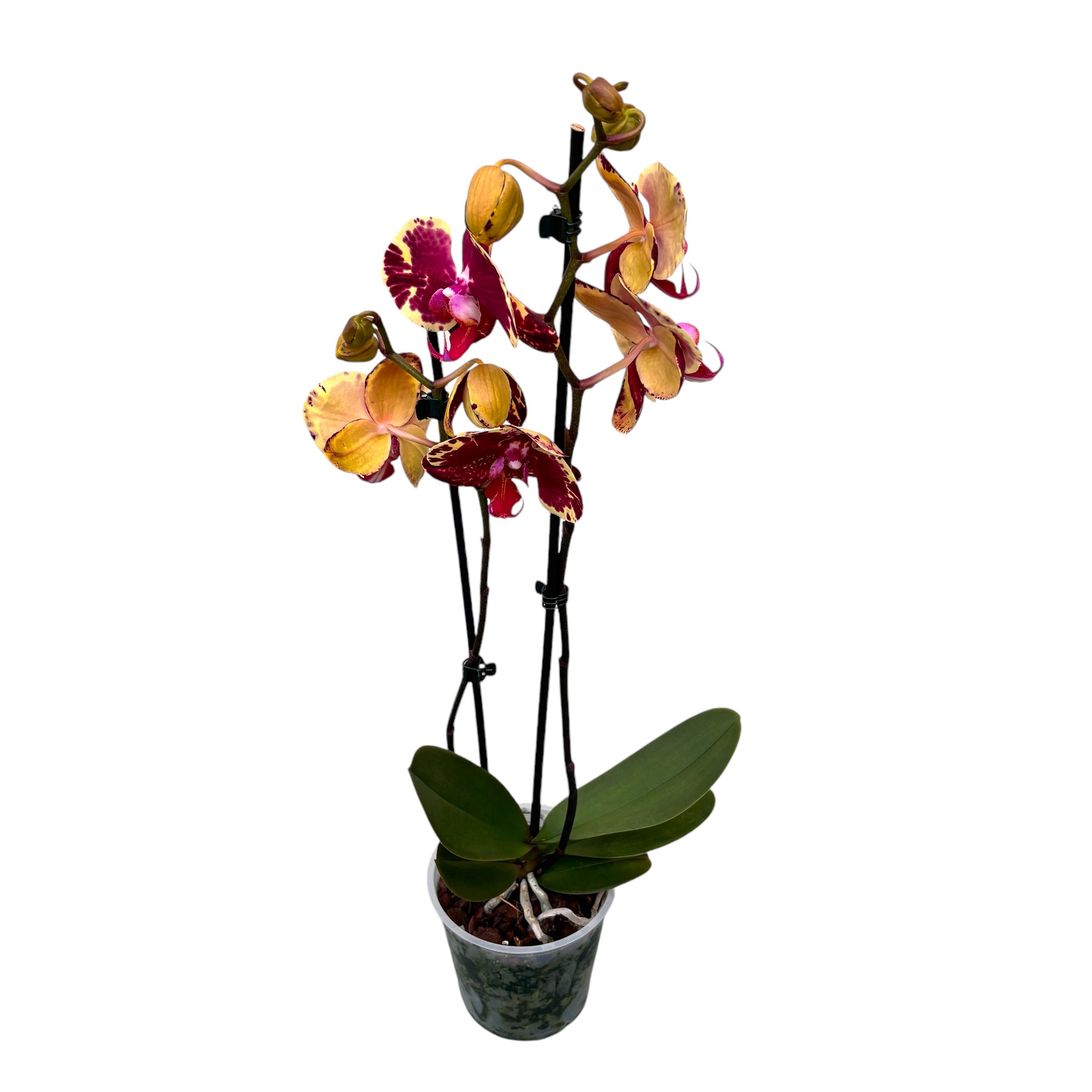 Phalaenopsis Beauty Soulmate