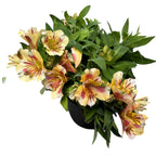 Alstroemeria Colorita 'Yellow' - sárga virágú perui liliom