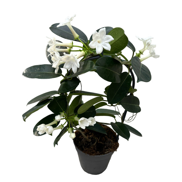 Stephanotis parfumata - Madagascar Jasmine (Flower of Happiness)