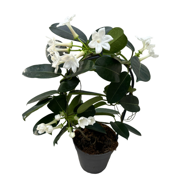 Stephanotis parfumata - Iasomia de Madagascar (Floarea Fericirii)