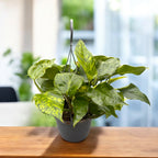 Epipremnum aureum 'Marble Green' - XL példányok