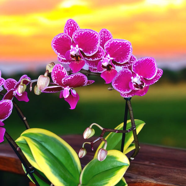 Phalaenopsis Chia E Yenlin (variegated)