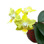 Phalaenopsis I-Hsin Beaming Sun (peloric - butterfly)